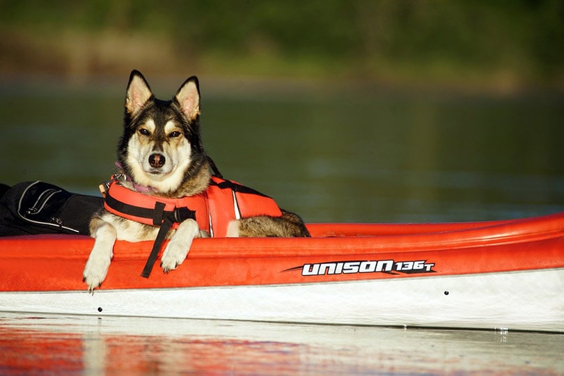 best dog kayak